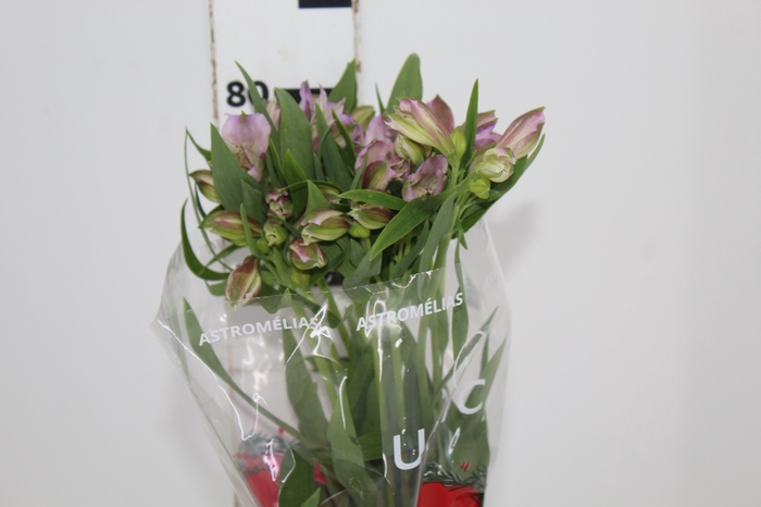 <h4>ALSTROEMERIA PLATINA 080 CM</h4>