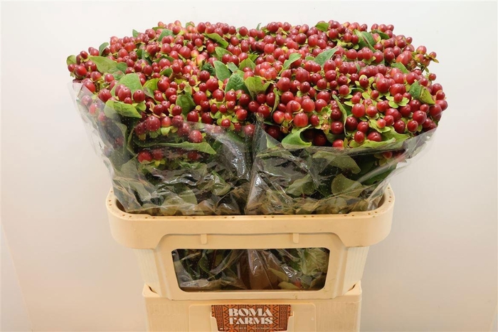 <h4>HYP MAG SEASONS</h4>