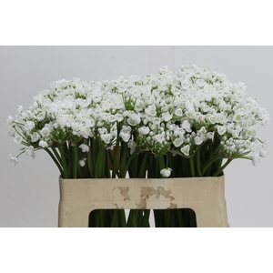 Allium neapolitanum 'Flocon'