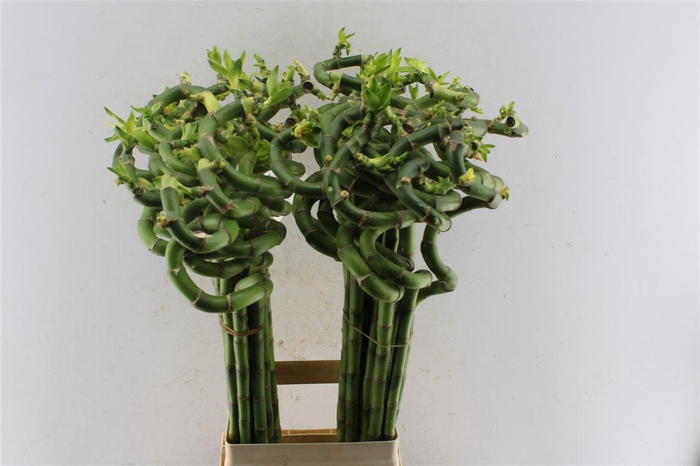 <h4>Drac S Lucky Bamboo</h4>
