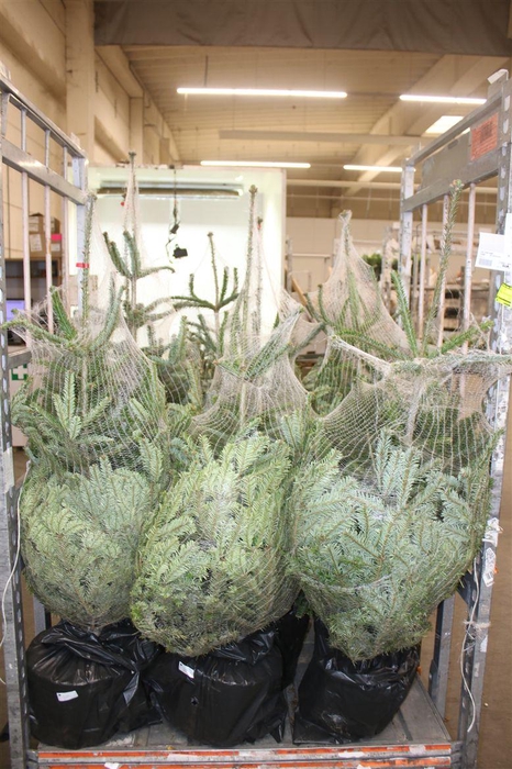 <h4>Abies Nordmanniana</h4>