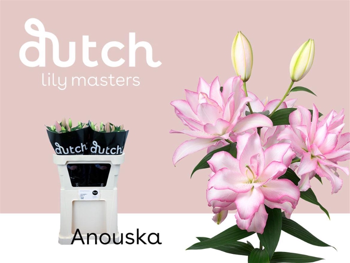 <h4>Li Or Du Anouska 3+</h4>
