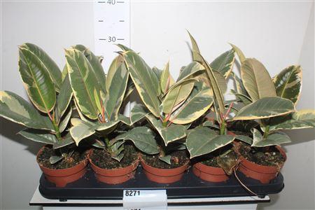 <h4>Fic El Tineke</h4>