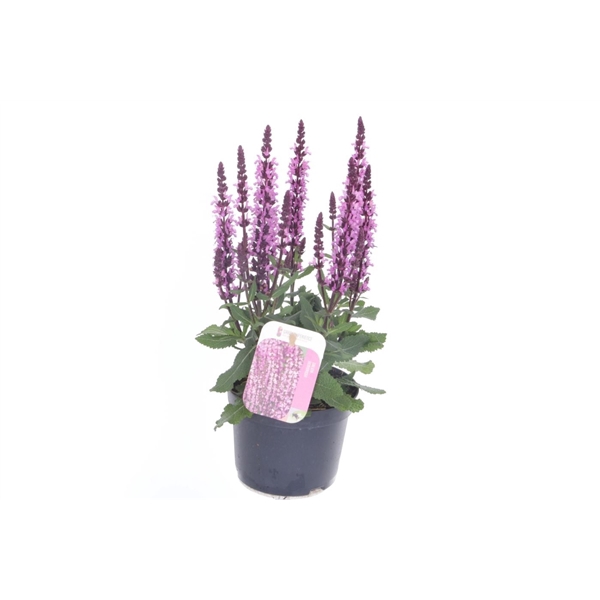 <h4>Salvia nemorosa Sens comp Bri Rose</h4>