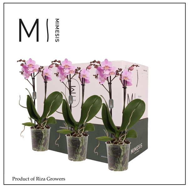 <h4>Mimesis Phal. Light Pink - 2 spike 9cm Less Plastic</h4>