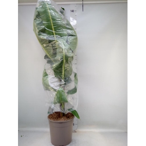 Musa  'Dwarf Cavendish'