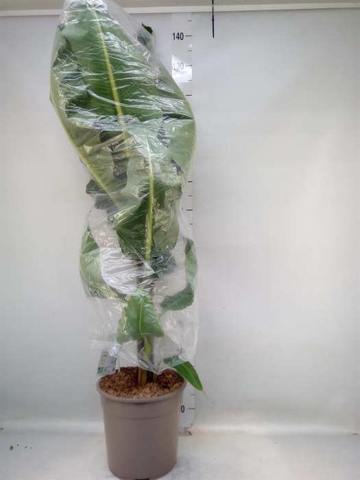 <h4>Musa 'Dwarf Cavendish'</h4>