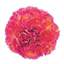 <h4>Di St Jelly Bicolor Cherry 65cm CO</h4>