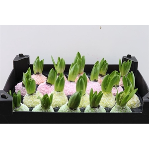 Wax Hyacinth Snow Mix