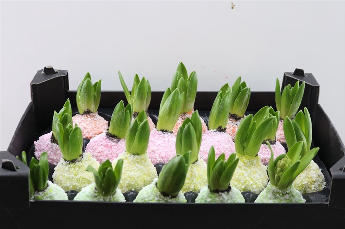 <h4>Wax Hyacinth Snow Mix</h4>