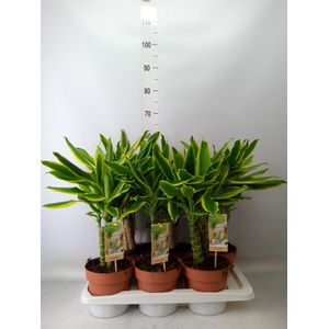 Dracaena frag. 'Golden Coast'