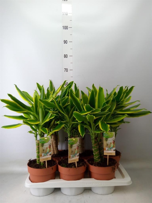 <h4>Dracaena frag. 'Golden Coast'</h4>