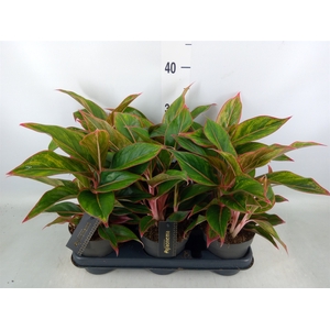 Aglaonema  'Jungle Red'