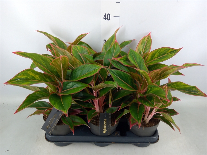 <h4>Aglaonema  'Jungle Red'</h4>