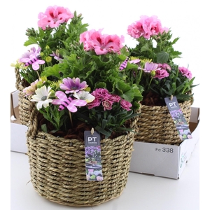 ARR TUINPLANTEN