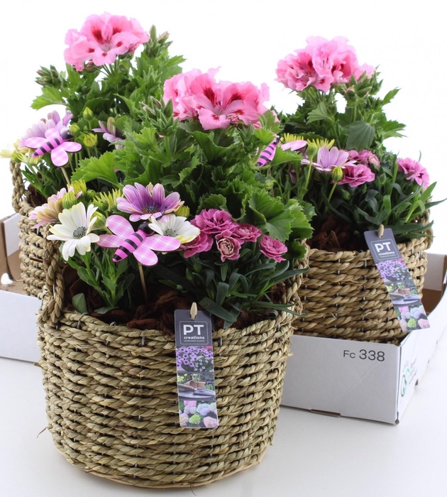 <h4>ARR TUINPLANTEN</h4>