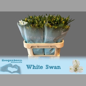 ALSTR WHITE SWAN