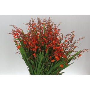 Crocosmia Red King