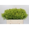 Solidago Tara Gold Buiten
