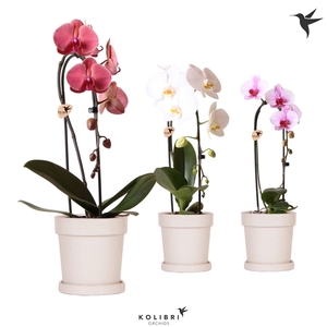 Phalaenopsis Elegant Cascade