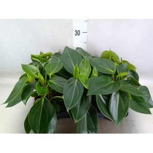 Peperomia