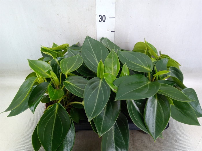 <h4>Peperomia</h4>