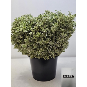 PITTOSPORUM PB SILVER QUEEN