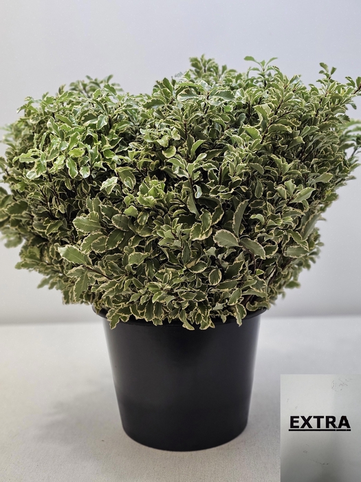 <h4>PITTOSPORUM PB SILVER QUEEN</h4>