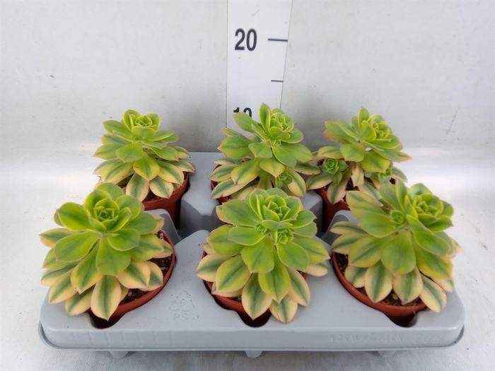 <h4>Aeonium   ...</h4>