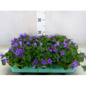 Campanula porten. 'Porto'