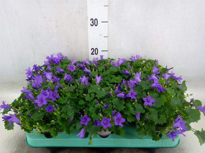 <h4>Campanula porten. 'Porto'</h4>