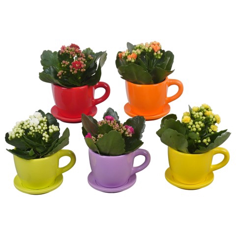 <h4>PTBTS1819 Arrangementen kamerplanten</h4>