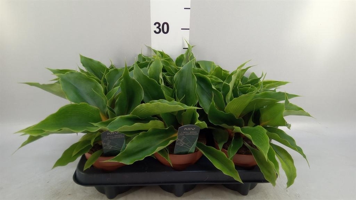 <h4>Chlorophytum orchi. 'Fire Flash'</h4>