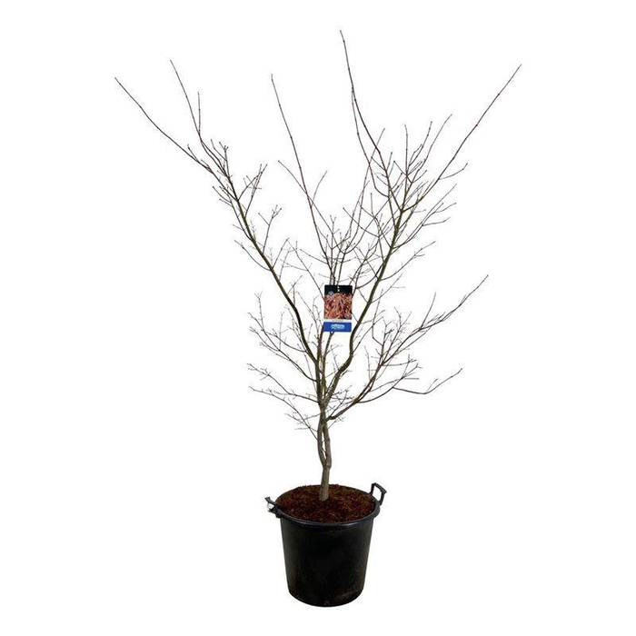 <h4>Acer North Wind ®</h4>