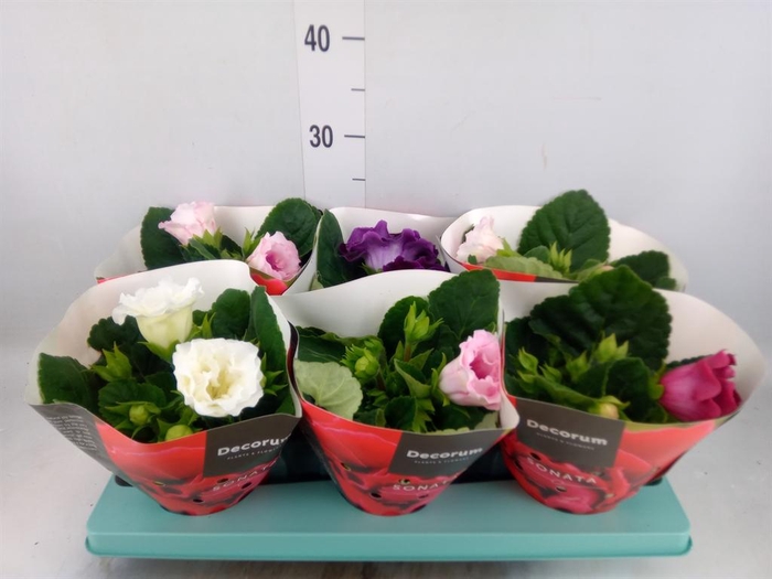 <h4>Sinningia  'Sonata'   ...mix</h4>