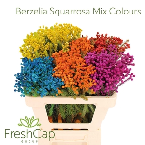 Berzelia Squarrosa Mix Colours