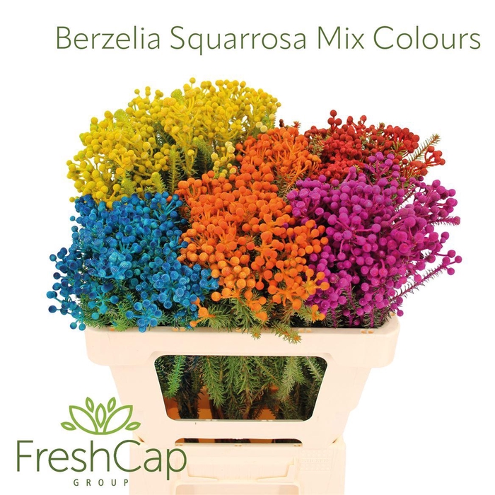 <h4>Berzelia Squarrosa Mix Colours</h4>