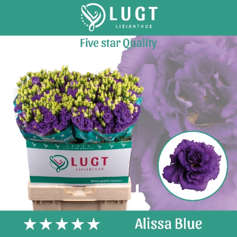 <h4>Lisianthus Alissa Blue</h4>