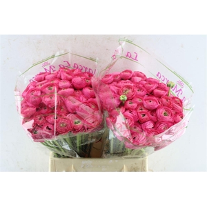 Ran Kloon Prima Bolero