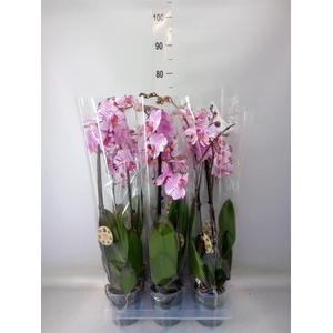 Phalaenopsis   ...