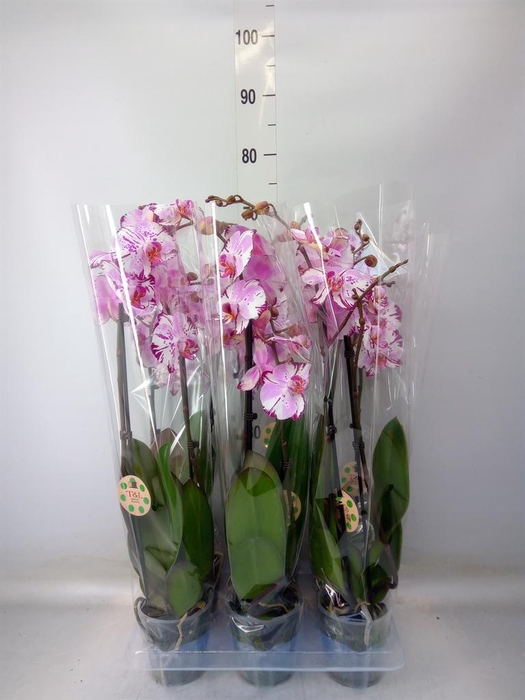<h4>Phalaenopsis   ...</h4>