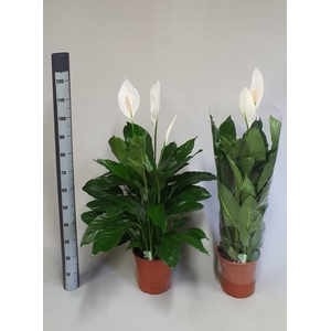 Spathiphyllum Sweet Lauretta 24Ø 100cm 3fl