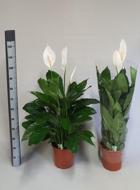 Spathiphyllum Sweet Lauretta 24Ø 100cm 3fl