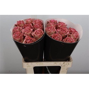 Wax-Rozen Wax Classic Pink