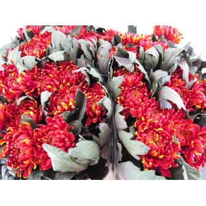 Chr G Fuego Rood