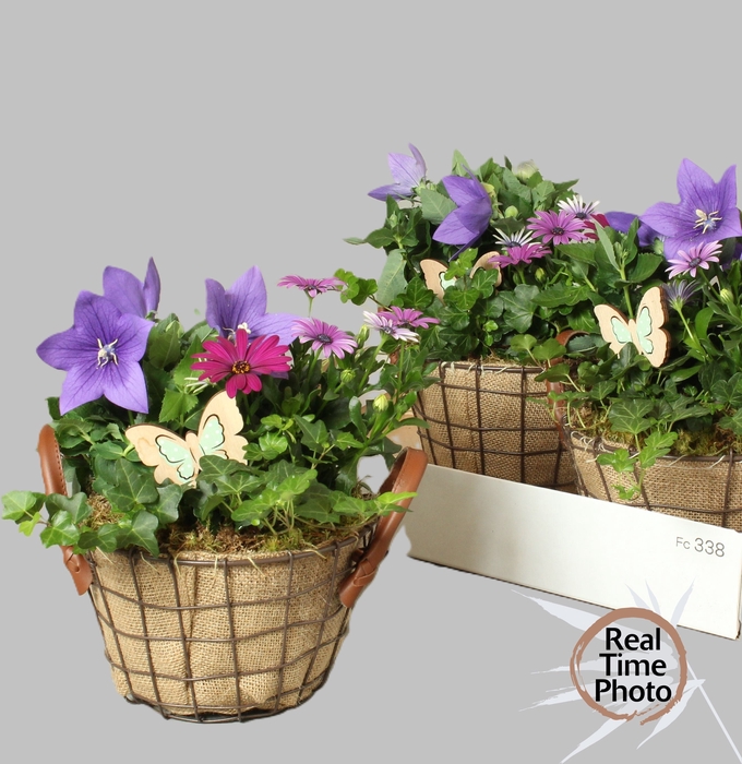 <h4>ARR TUINPLANTEN</h4>