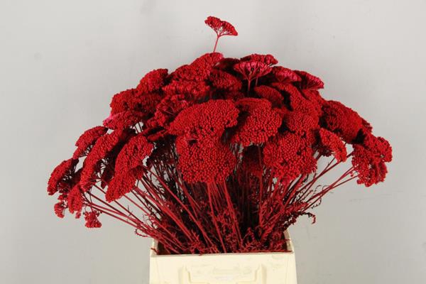 Df Achillea Paint Bs Red