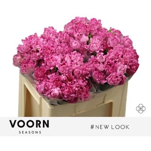 R Tr New Look Voorn Seasons