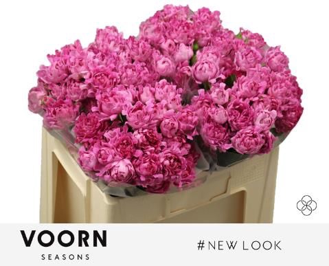 <h4>R Tr New Look Voorn Seasons</h4>