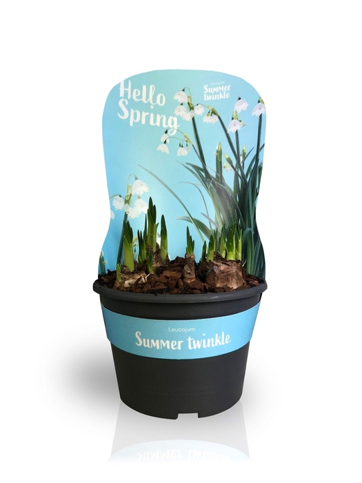 <h4>Leucojum Summer Twinkle met potcover</h4>